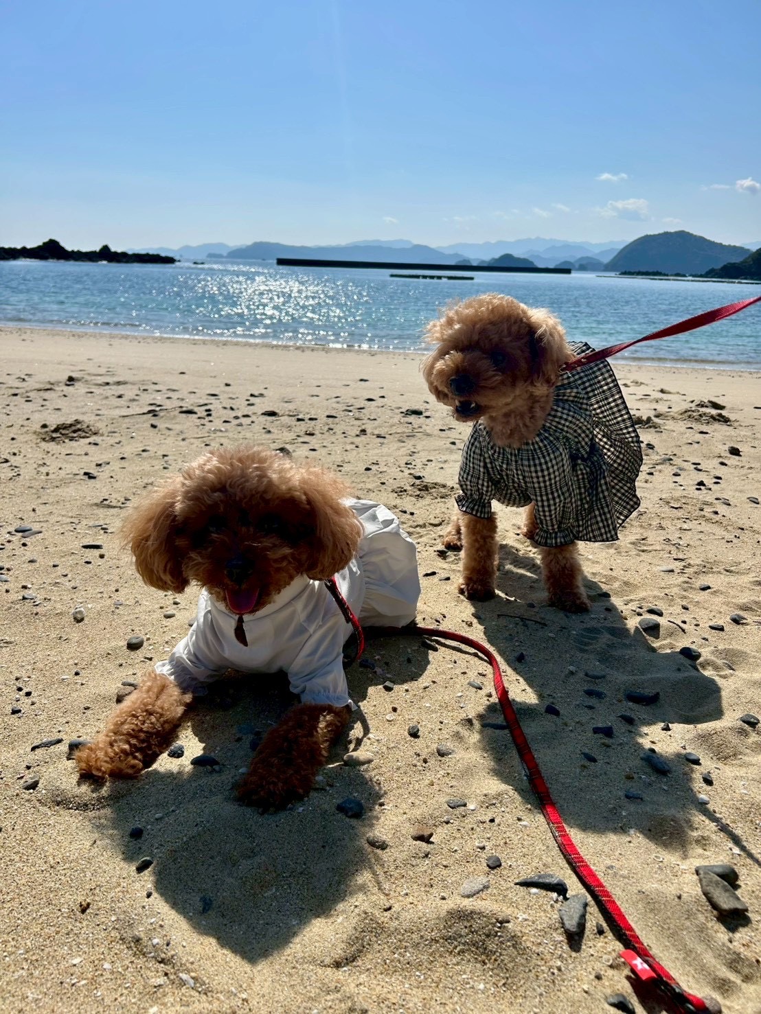 海辺のわんこ